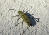 Chlorophorus glabromaculatus